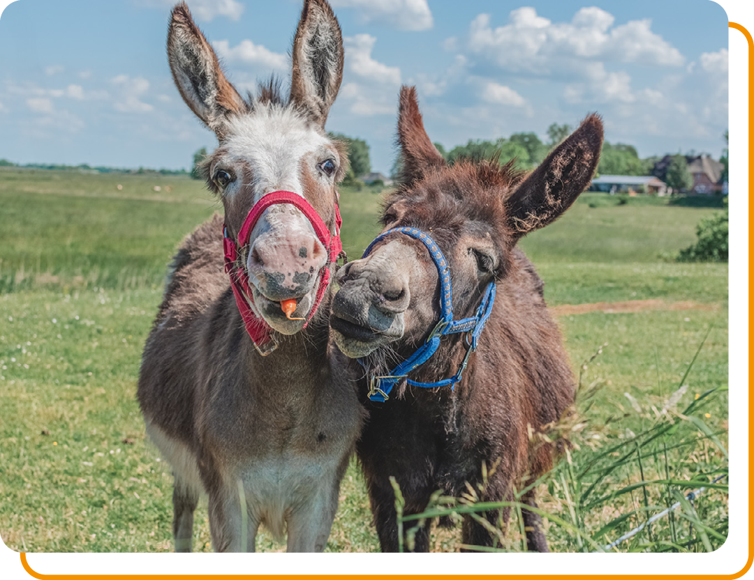 Image of two donkeys in a field