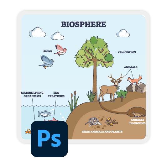 Example of diagram of the species in an ecosystem